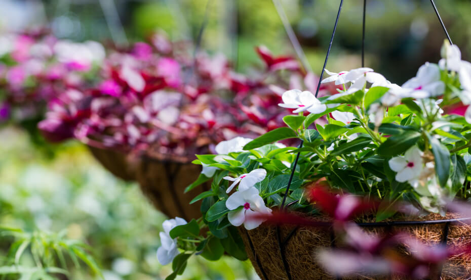 AMP UP YOUR GARDENING FOR ANY SPACE