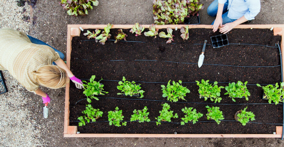 PREPARE NEW PLANT BEDS