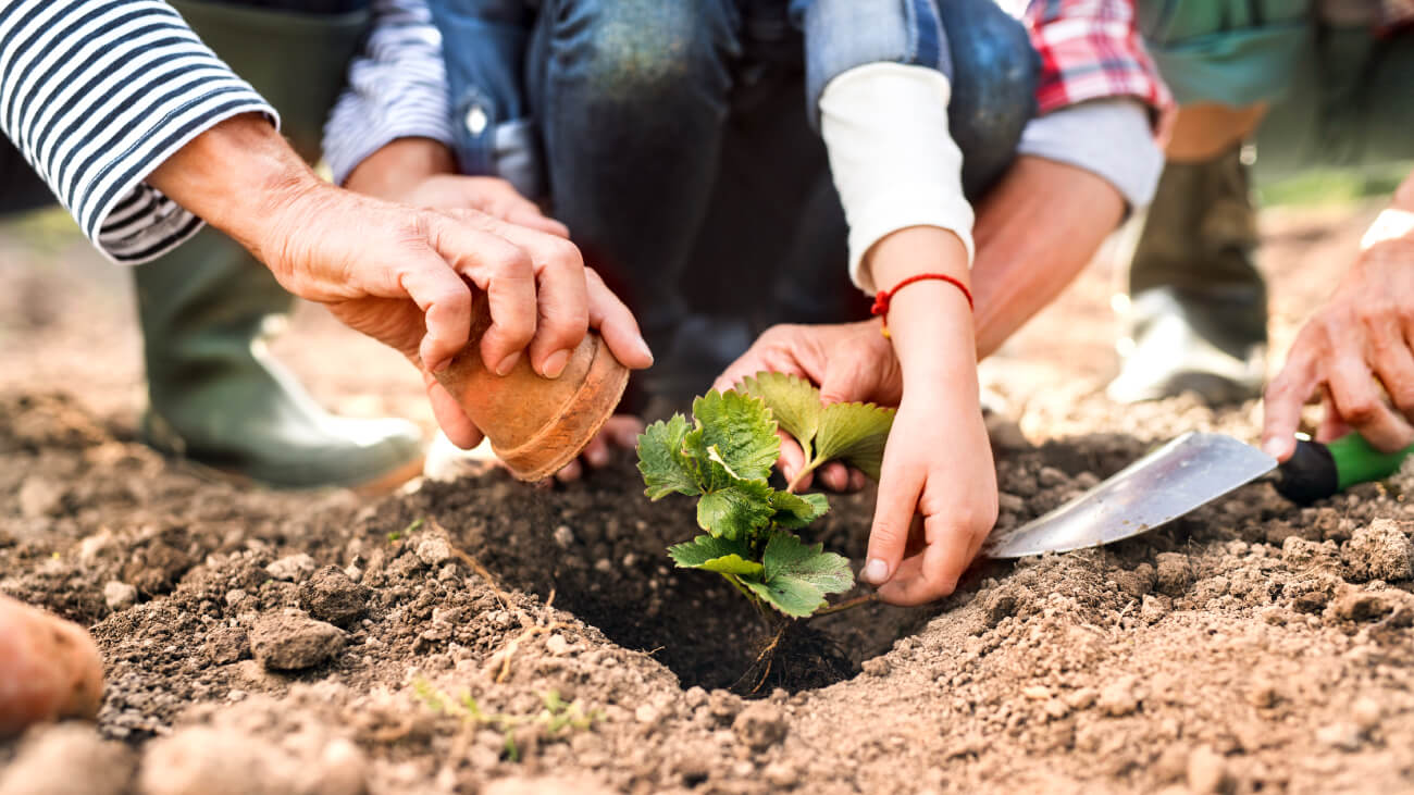 SPRING GARDENING HAS SPRUNG